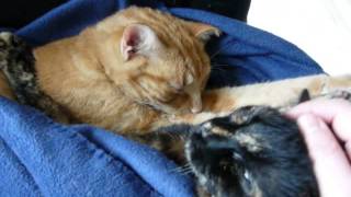 Cats love to cuddle together under a blanket