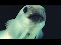 Barney McAll -Breathing Slow ft Grace Robinson - An Extra Celestial Christmas