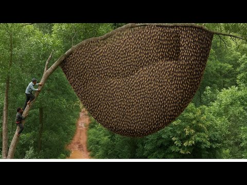 Heart-Stopping Moment: The Bee Hunter Climbs a 50-Meter Tree with Just One Rope!