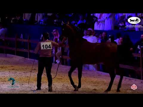 N 104 LAZAZ AL RETHAB   The Kingdom AHF for Straight Egyptians 2022   Stallions 4 – 6 Years Old Clas