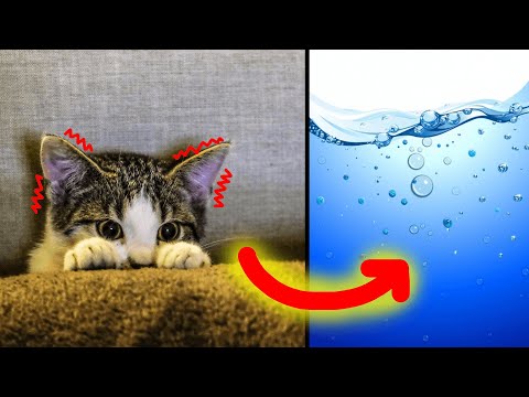 Why do cats hate water? How to wash a cat that hates water?