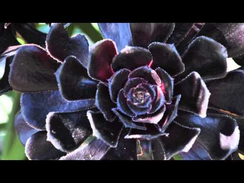 AGAVE TRAIL