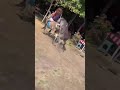 Donkeys Mating Donkeys Race Mating Viral