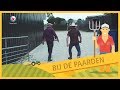 BUORKJE FOAR BEGJINNERS: Bij de paarden