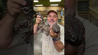 Download lagu Mexican Beaded Lizard With No Anti-venom!! 😱🔥 mp3