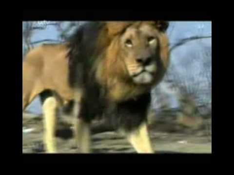 The (real) lion king part 5