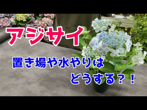 アジサイを鉢植えと地植えにする方法 ヒント ヒント