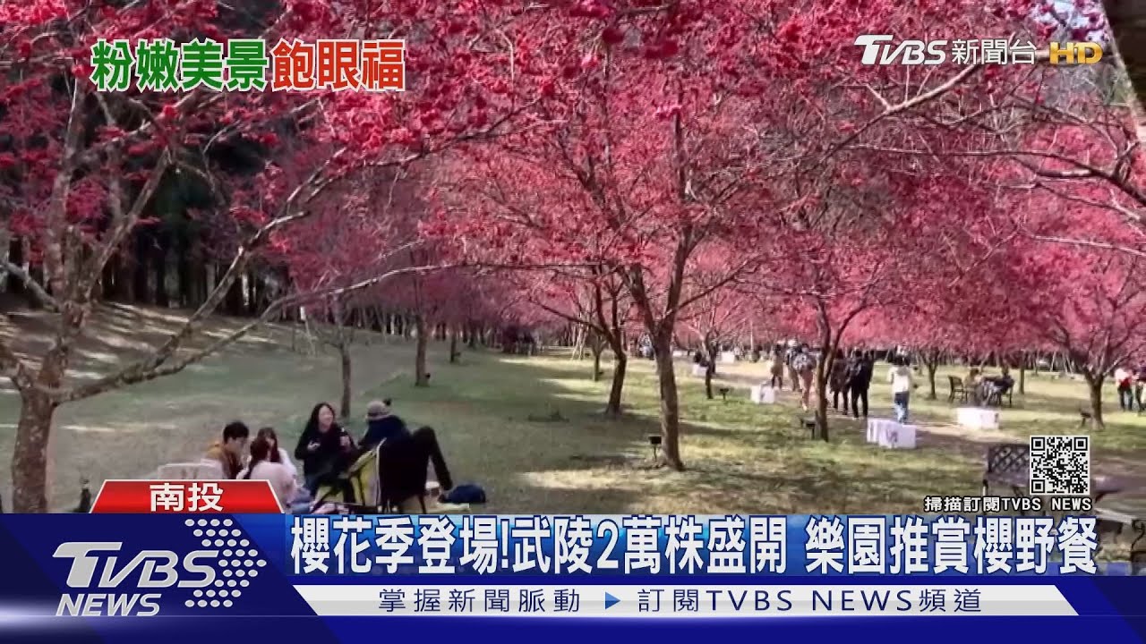 櫻花季登場!武陵2萬株盛開 樂園推賞櫻野餐