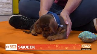 Pets on Parade (Full Episode) June 21, 2025