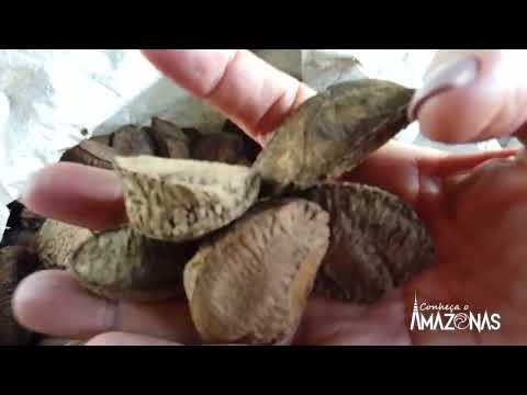 CONHEÇA O AMAZONAS   ITAPIRANGA