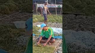 Download lagu Nartar otaba Nampange Bako #bako #tembakau #petanihebat #tembakaumadura mp3