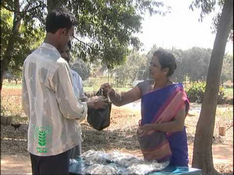 Mushroom Cultivation, Kannada Part 2