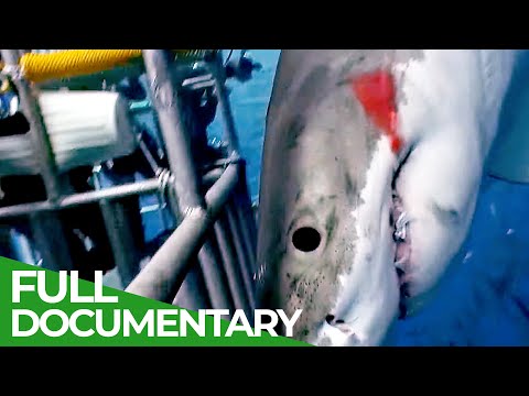 Shark Divers | Blue Realm | Free Documentary Nature