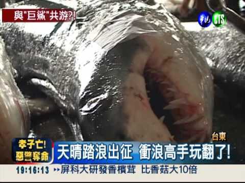 "孕鯊"剛被捕 衝浪無懼開賽!