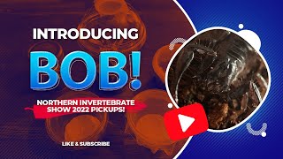 Introducing Bob! Northern Invertebrate Show 2022 Pickups!