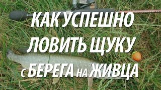 Ловля щука спиннингом на живца