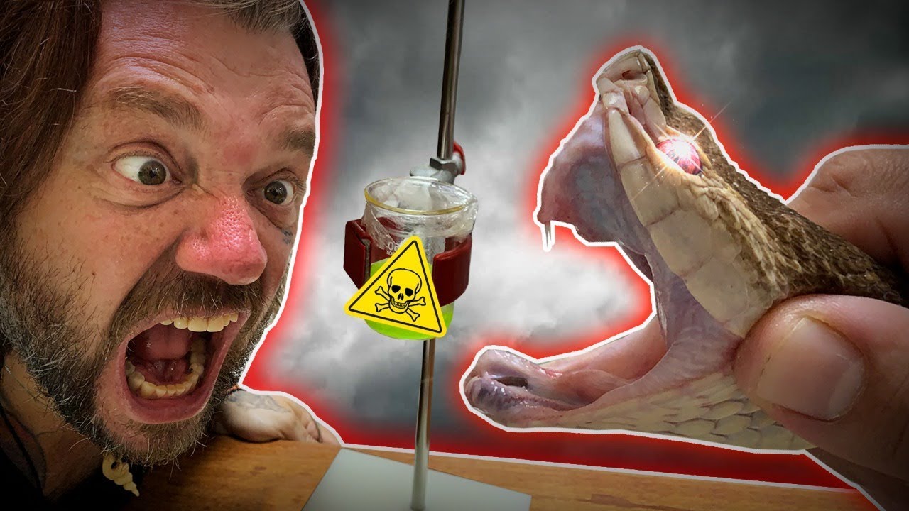 EXTRAINDO VENENO DAS SERPENTES MAIS VENENOSAS! | RICHARD RASMUSSEN
