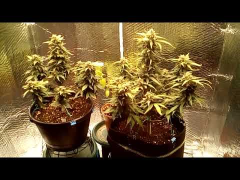Karma Horticulture K2000uv Afghan/Black autos finishing up 👍