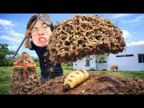 ขุดจอมปลวก!! บ้านพังเพราะปลวก....ตามจับนางพญา!?