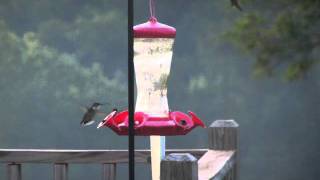 Hummingbird Fever!