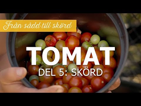 , title : 'Tomater från sådd till skörd - Del 5: Skörd'