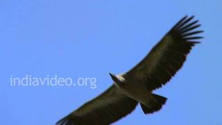 White-backed vulture, Junagadh 