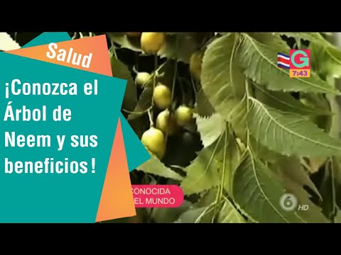¡Conozca el Árbol de Neem y sus beneficios! | Salud
