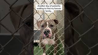 Video preview image #1 American Bulldog-American Staffordshire Terrier Mix Puppy For Sale in Huntley, IL, USA
