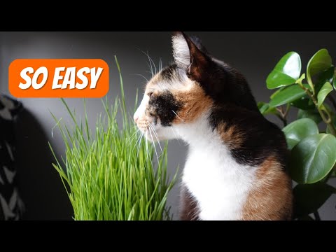 How To Grow Wheatgrass for Cats ? Quick, Easy and Cheap !