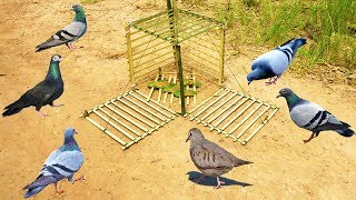 Primitive Technology: Simple DIY Bird Trap Make from Bamboo That Work 100% By Smart Boy