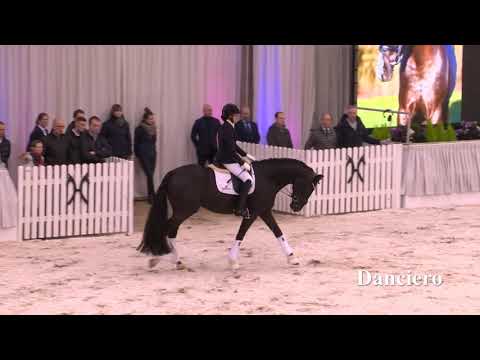 Danciero (Dancier x Floriscount x Rascalino)