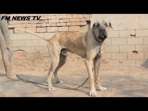37 Inch Highest Bully kutta Jabru Of Pakistan 2022 Owner Qasim Sandella By @FM NEWS TV HD