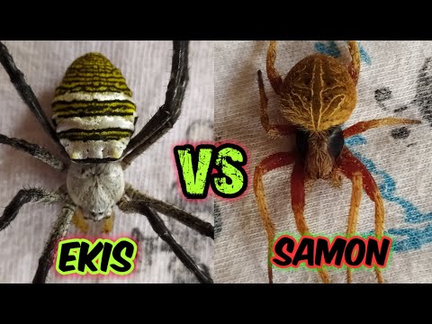 Strong fight 💪 - SAMON VS EKIS / solid fight 🔥