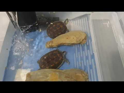 Taiwan Turtle Filter Effect ( 安裝過濾器效果 )