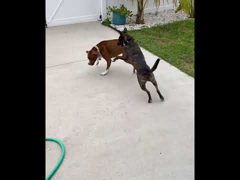 Mortimore, an adoptable Mixed Breed in St Petersburg, FL_image-1