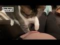 Sweet cat just realized it's owner is pregnant.