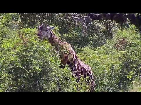 Djuma: Giraffe feeding - 11:50 - 03/09/20