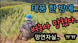 태풍 한 방에 벼농사도 망쳤다! A single typhoon ruined the rice crop.