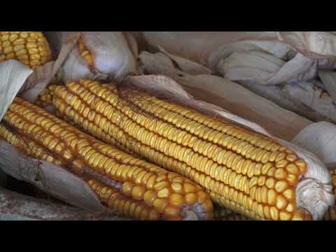 Znaci moga mesta - Crkva Svetog Jovana, Vučje