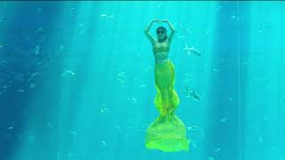 Vinwonders - Điệu múa của nàng tiên cá