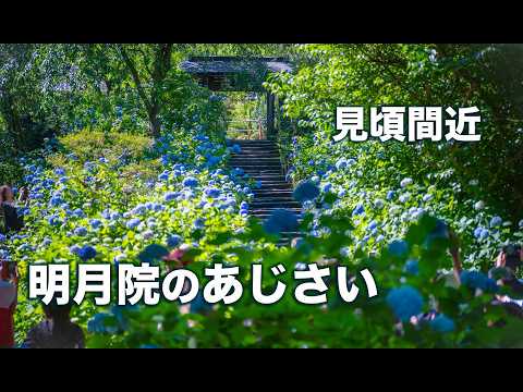 2026年・北鎌倉 明月院のあじさい｜見頃を迎える境内（フォト散歩）