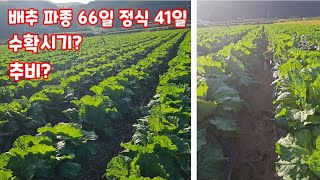 괴산 절임배추 심은지 41일 수확시기 그리고 추비 [배추재배방법]