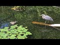 Mama Duck Vs Heron