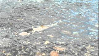 preview picture of video '２０１１・１１・１２（土）鮭の遡上を観に・・・道の駅かつらへ。'