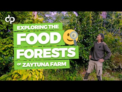 Exploring the Food Forests of Zaytuna Farm