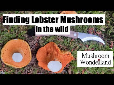 Finding Lobster Mushrooms in the Wild- in August!!