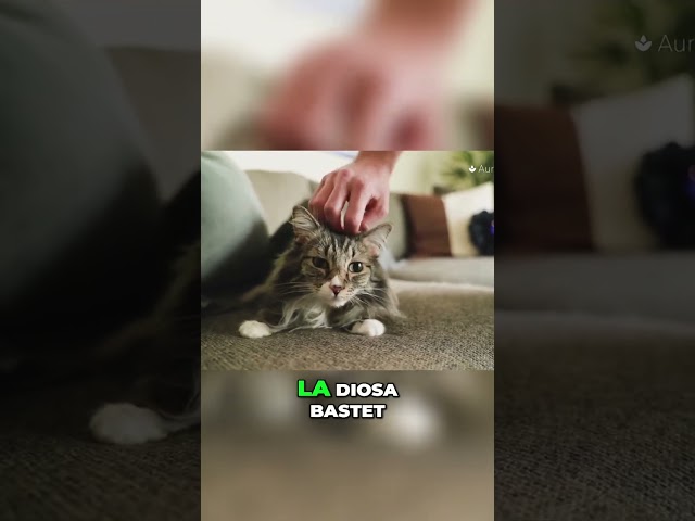 Vídeo relacionado con Genérico Estatuas y Figuras de Gatos | Escultura de la de la protección del Antiguo Egipto - Résine Maison Jardin Oficinas Decoración Colección Ornam
