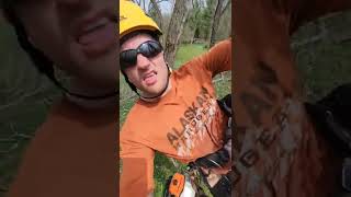 simultaneously dismantling two black locust