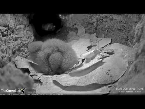 Nest Check on the Cahow Cam – March 16, 2017