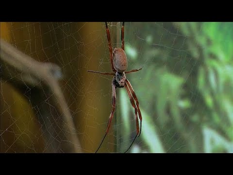 Spinnenphobie: Londoner Zoo hilft Betroffenen